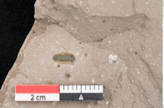 Foto (Detailansicht) von Eucalyptus oceanica Unger (NHMW-GEO-2024-0188-8033)